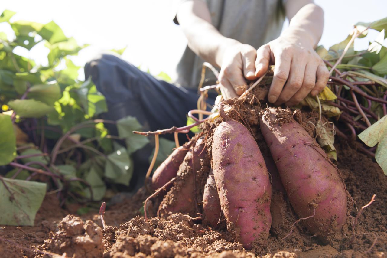 sweet potato roots