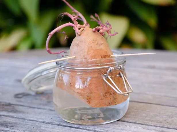 Sweet potato sections in water