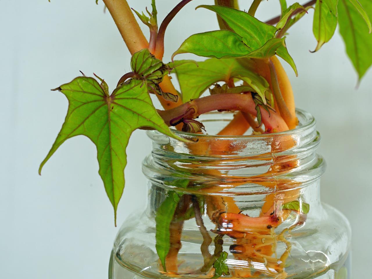 sweet potato roots