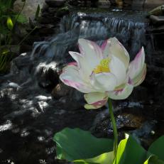 Lotus Flower and Waterfall