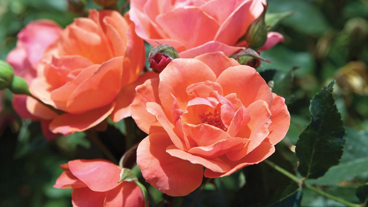Knock Out Roses Care, Planting & Pruning