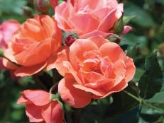 Coral Knock Out Rose