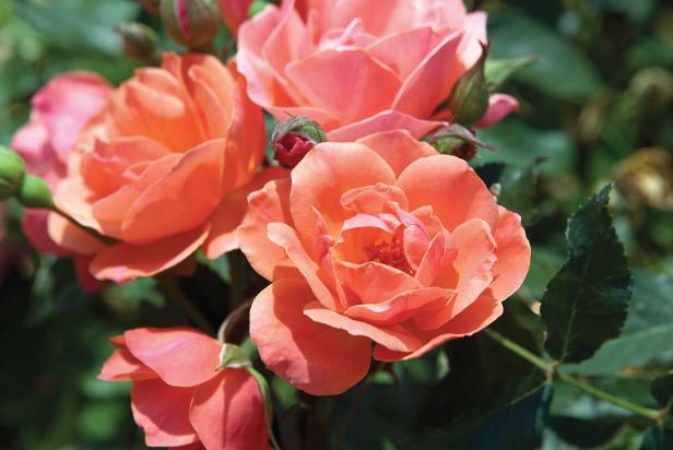 Coral Knock Out Rose Bloom