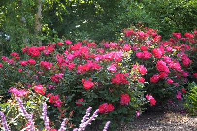 Coral Knock OutÂ® Rose, Flowering Shrubs