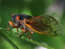 An adult female cicada rests on a stem. Red eyes, black bodies, and orange veins on the wings help distinguish these periodical Magicicada from the annual cicadas. 