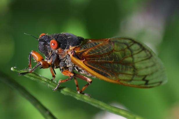 An adult female cicada rests on a stem. Red eyes, black bodies, and orange veins on the wings help distinguish these periodical Magicicada from the annual cicadas. 