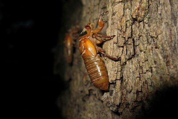 Magicicada nymphs will crawl out of their underground tunnels and up a tree or other surfaces to find a location to begin molting into their adult form.