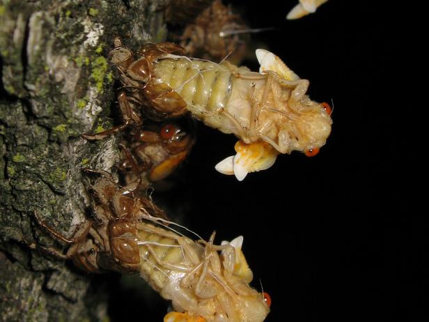 Should I Worry About the Brood X Cicadas in My Yard? | HGTV