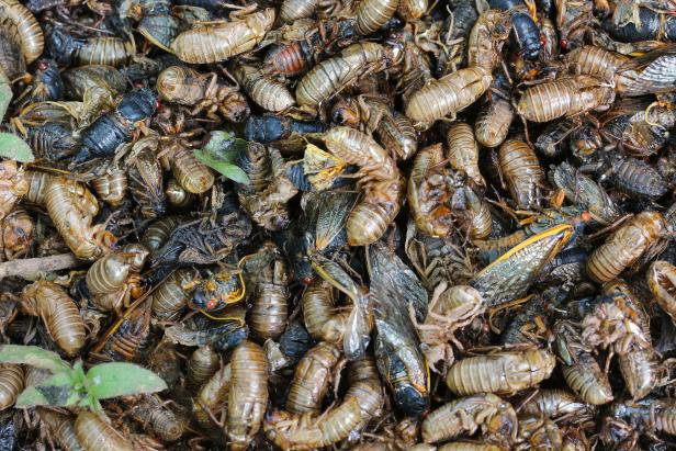 After mating and egg-laying, cicadas will fall to ground and die. As summer sounds return to normal, there'll be dead cicadas and nymphal shells to clean up.