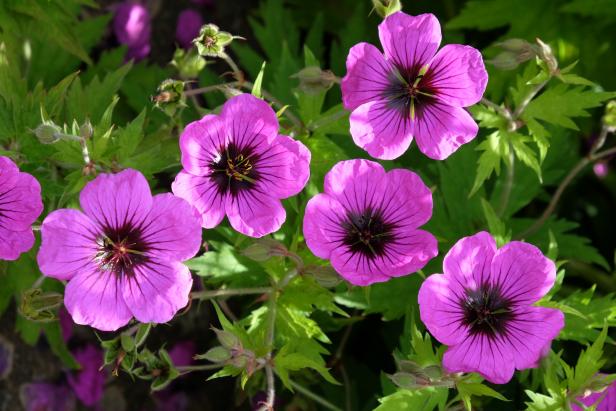 Hardy pink geraniums 'patricia' blooming over the summer months.