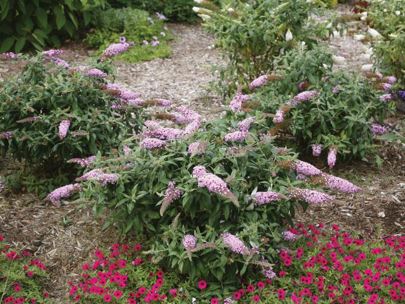 'Pugster Pink' Butterfly Bush