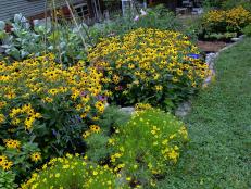 Vegetable Garden With Black-Eyed Susans