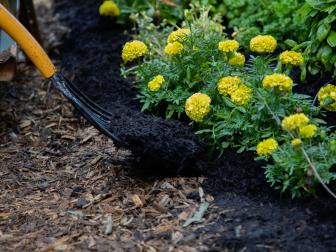 Marigolds and Mulch