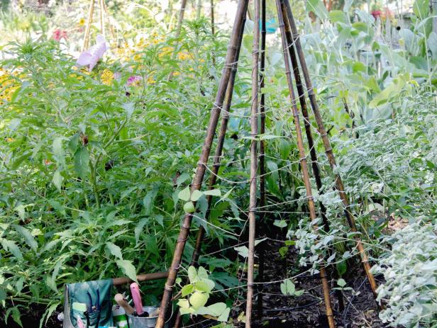 Tips for Small Vegetable and Flower Gardens | HGTV