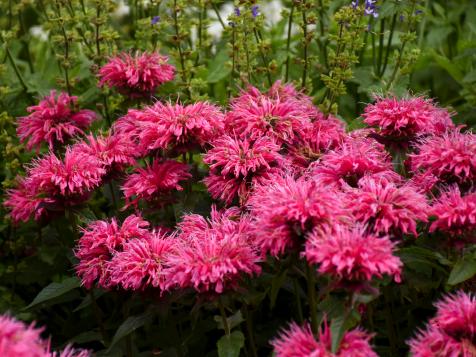 Growing Monarda: When to Plant and How to Grow Bee Balm