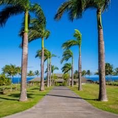 Tropical Driveway With Palm Trees