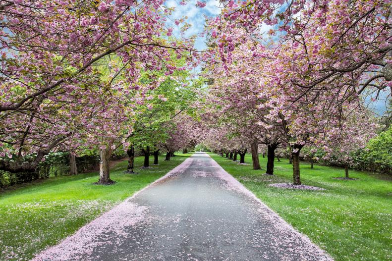 Cherry Trees Line Drive to Historic Colonial Home