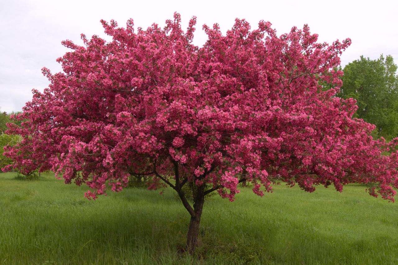 How to Choose, Plant, and Grow Flowering Crabapple Trees   HGTV