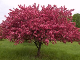 Spring Crabapple Tree