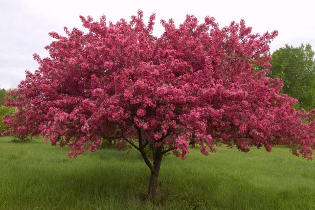 Prairifire Spring Crabapple Tree