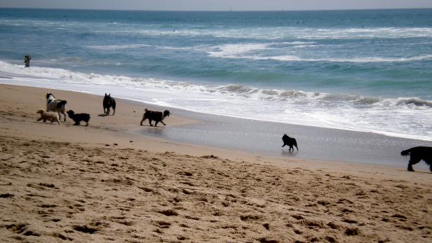Dogs at Huntington Dog Beach in California