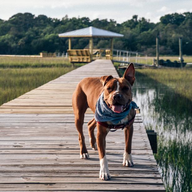 Dog on Dock on Edisto Island, South Carolina