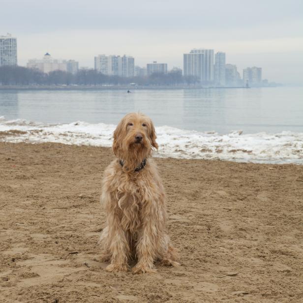 Dog on Montrose Beach in Chicago