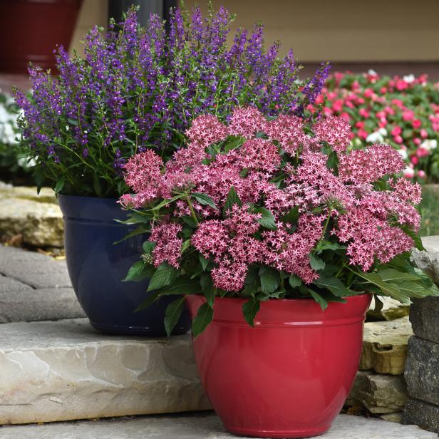 Glitterati ‘Red Star’ Pentas HGTV