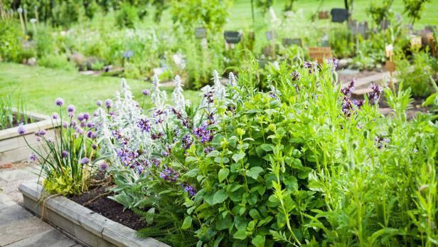 Raised Bed Herb Garden