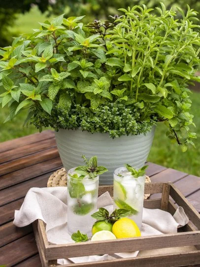 How to Grow Stevia or Sweetleaf Plant | HGTV