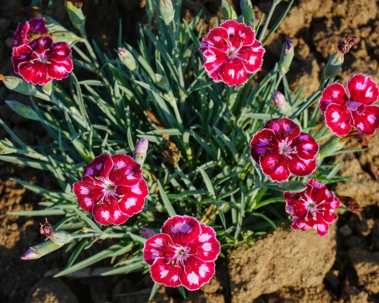 Flower Plants