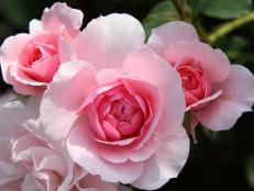 Bonica roses 