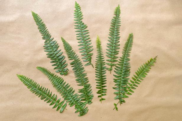 Pressed ferns on work table. To press ferns, use parchment paper, an ironing mat and iron set to medium-high heat. Apply direct heat for 10 seconds.