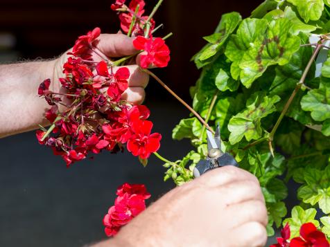 How to Prune and Deadhead Your Geraniums