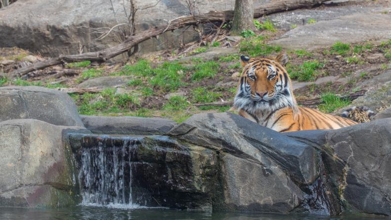 Siberian Tiger at Bronx Zoo