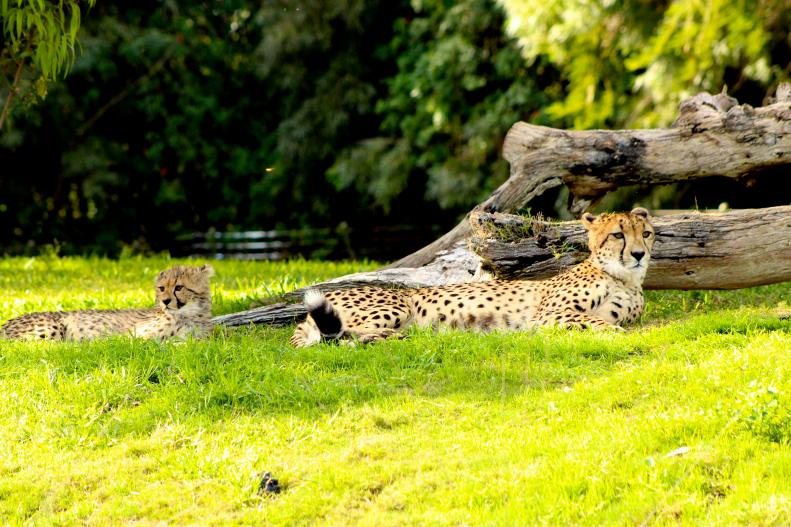 Cheetahs at the San Diego Zoo and Safari Park