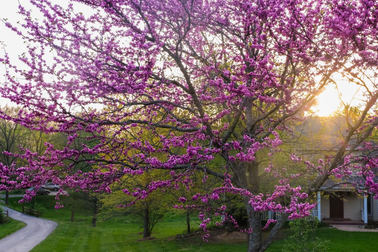 eastern redbud tree in summer