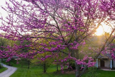 How To Choose Plant And Grow A Redbud Tree Hgtv