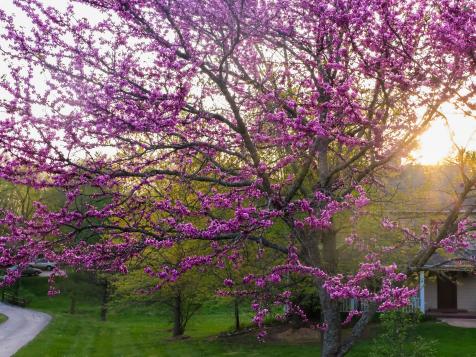 How to Plant and Grow a Redbud Tree