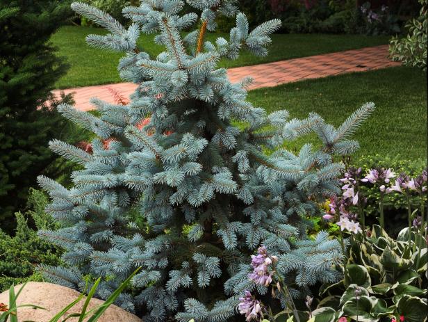 How to Plant and Grow a Colorado Blue Spruce Tree | HGTV