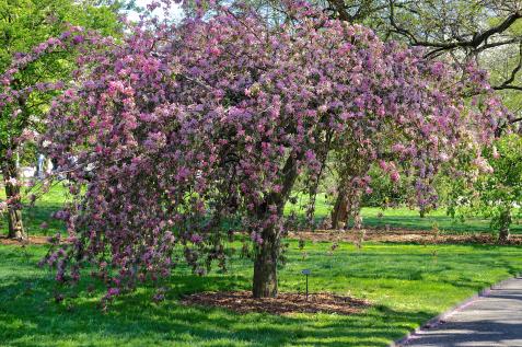 How to Choose, Plant, and Grow Flowering Crabapple Trees | HGTV