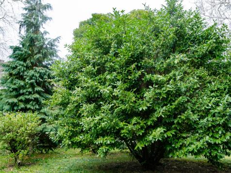 How to Plant and Grow Cherry Laurel Trees