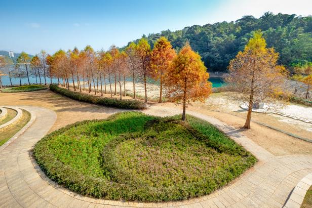 Bald Cypress