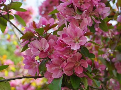 How to Plant and Grow Flowering Crabapple Trees