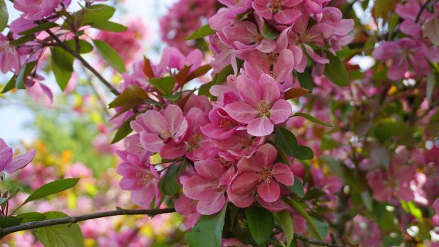 crabapple tree blossom