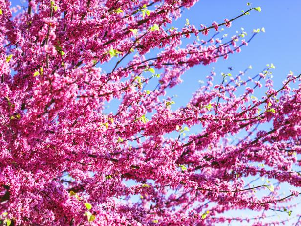 How to Choose, Plant and Grow a Redbud Tree | HGTV