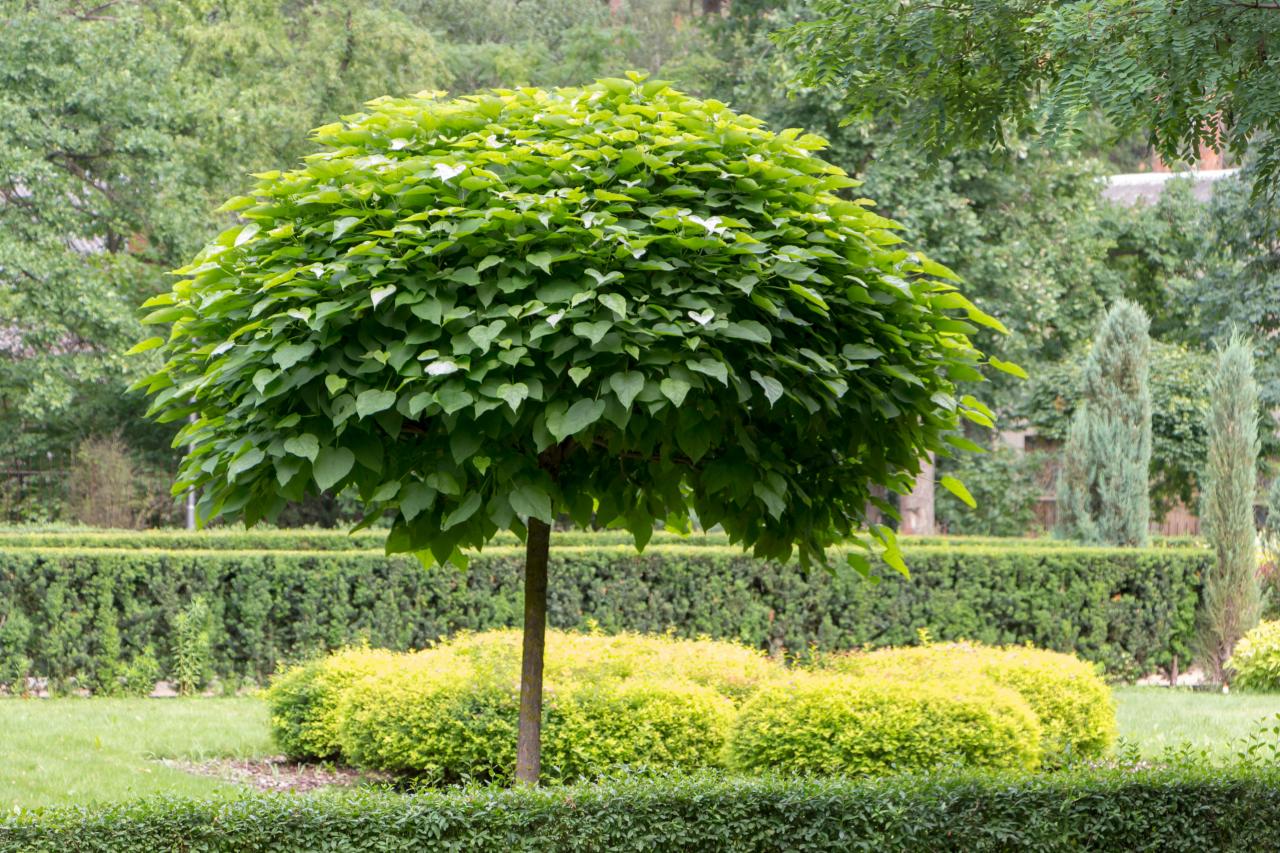 how to choose, plant, and grow a catalpa tree | hgtv