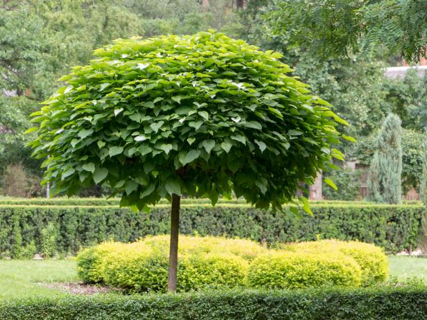 How to Choose, Plant, and Grow a Catalpa Tree | HGTV