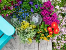 Flowers are available in every color imaginable, so why not plant the rainbow? Follow our plant recommendations and planting tips to pot up a colorful container garden that, bonus, can stand up to the heat of summer while attracting a variety of pollinators to your patio or deck.