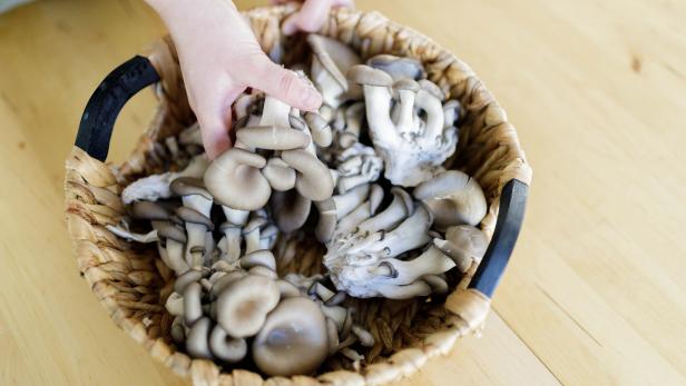 Grow Your Own Mushrooms at Home